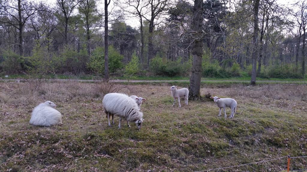Lyklamastate Nijemirdum Eksteriør billede